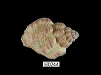 藏品(焦泥峨螺)的圖片